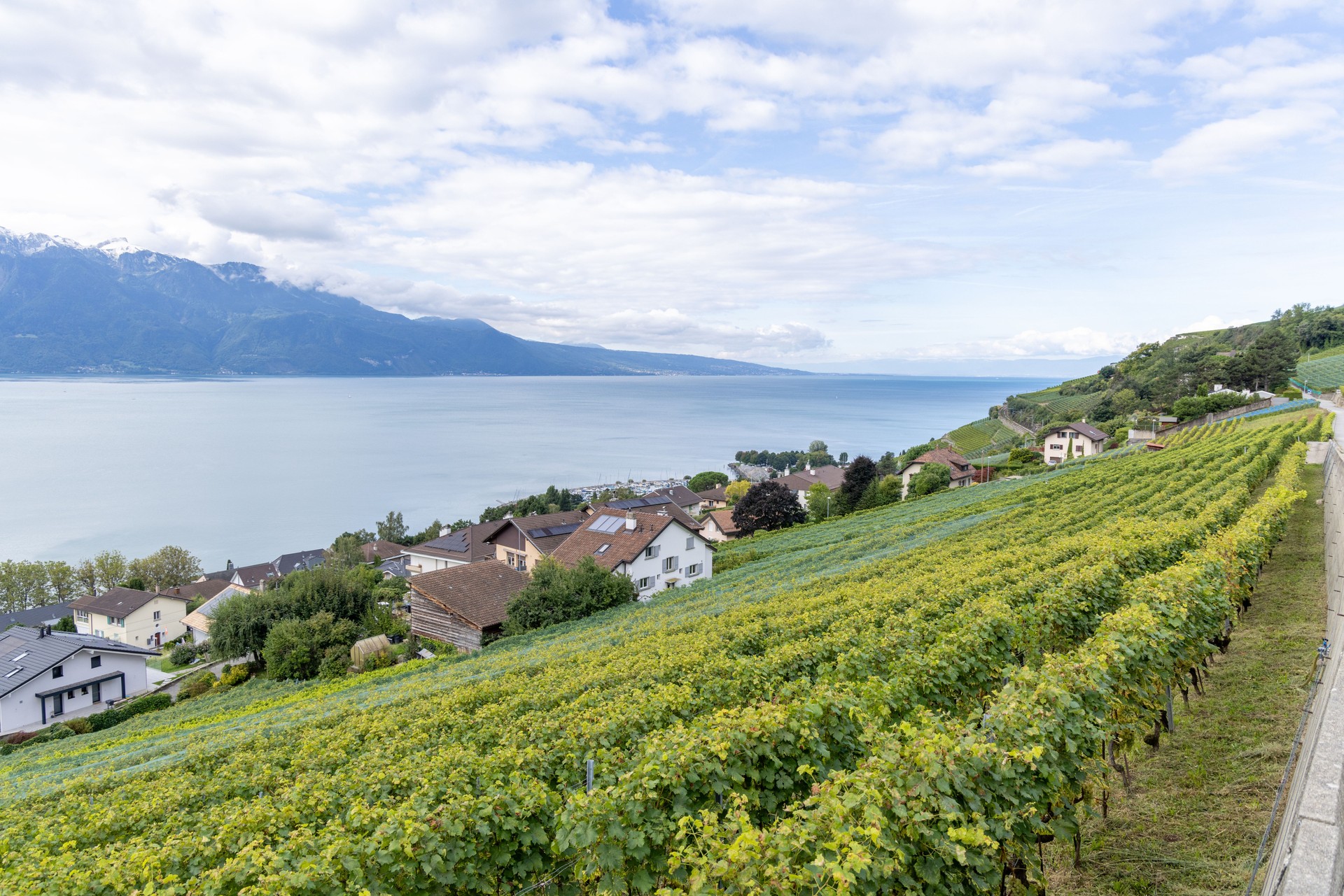 Charming House Amidst Vineyard Overlooking Lake Geneva and Mountains